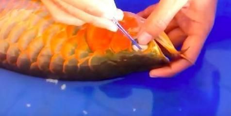龍魚整形手術：龍魚整形手術費用