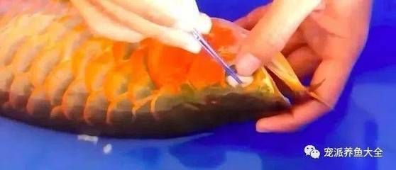 龍魚整形手術：龍魚整形手術費用