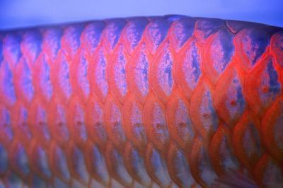 龍魚整形手術：龍魚整形手術費用