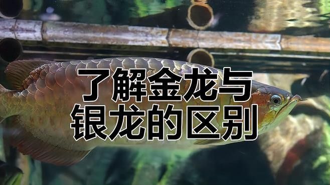 銀龍魚跟金龍魚哪個(gè)好 銀龍魚跟金龍魚哪個(gè)好 龍魚百科 第2張