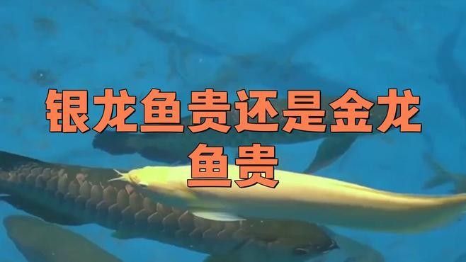 銀龍魚跟金龍魚哪個(gè)好 銀龍魚跟金龍魚哪個(gè)好 龍魚百科 第3張