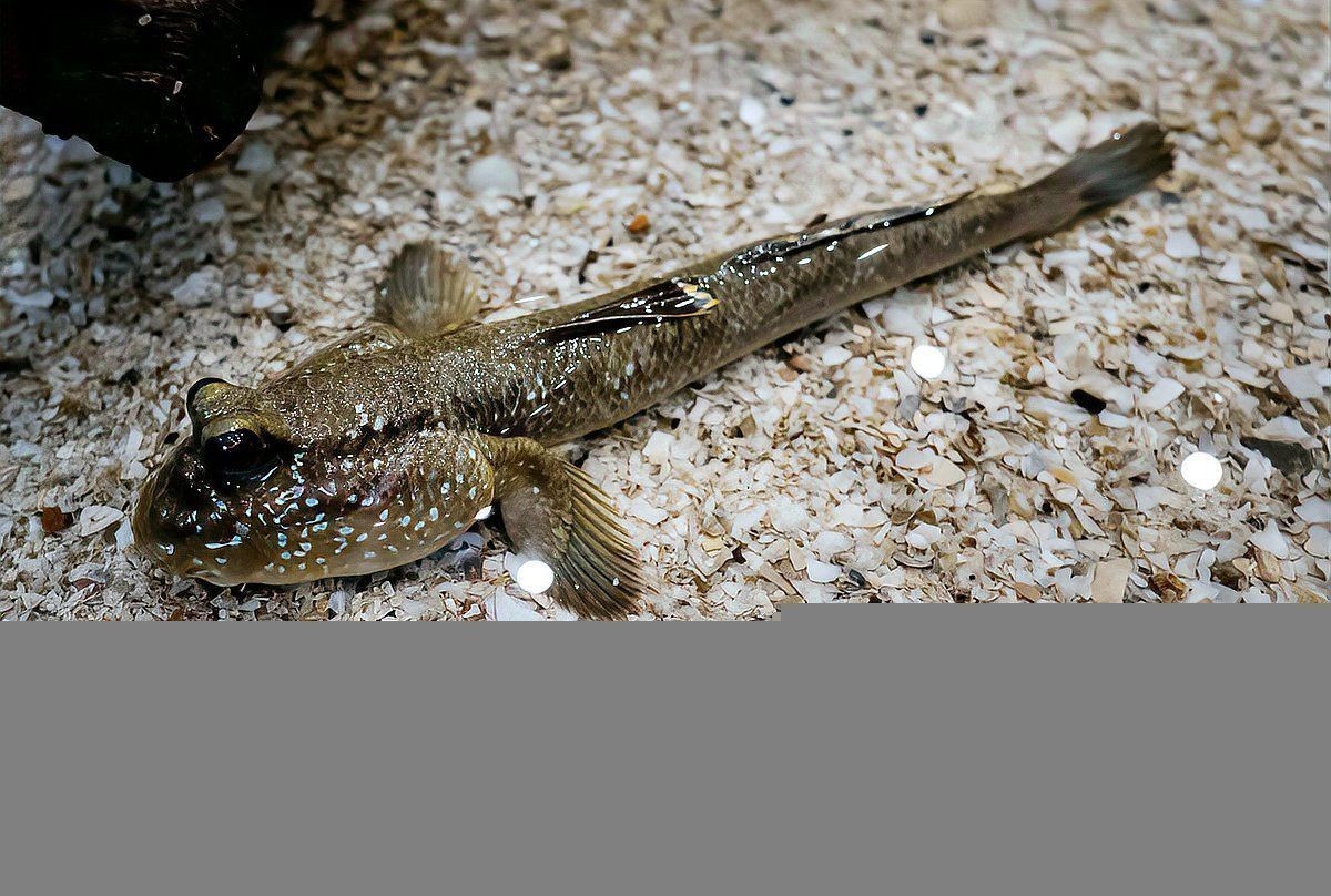 金龍魚能和清道夫魚一起養嗎