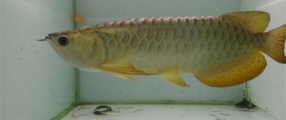金龍魚和銀龍魚怎么區分（如何區分金龍魚和銀龍魚）