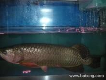 龍魚吃啥長的快又好養：如何喂養龍魚