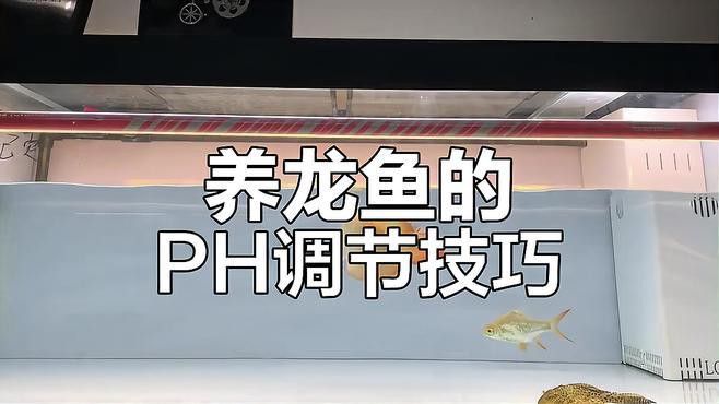 養(yǎng)龍魚的濾材到底什么最好