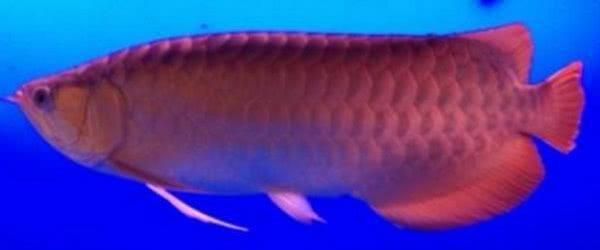 龍魚品級劃分標準是什么呢：如何鑒別高品質龍魚？