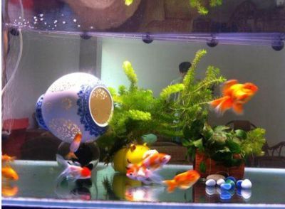 家里養(yǎng)兩條龍魚好嗎吉利嗎（養(yǎng)兩條龍魚影響財運嗎？）