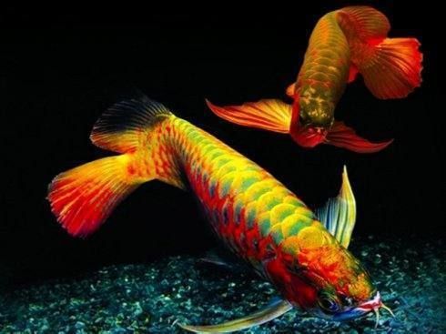 家里養(yǎng)兩條龍魚好嗎吉利嗎（養(yǎng)兩條龍魚影響財運嗎？）