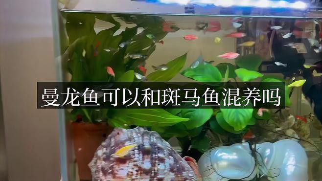 斑馬狗頭可以和曼龍魚混養(yǎng)嗎 斑馬狗頭可以和曼龍魚混養(yǎng)嗎 龍魚百科 第1張