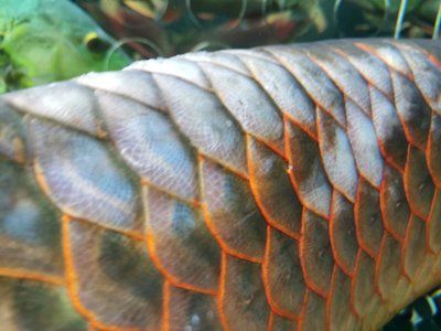 龍魚的飼養方法和注意事項大全：北京龍魚的飼養方法