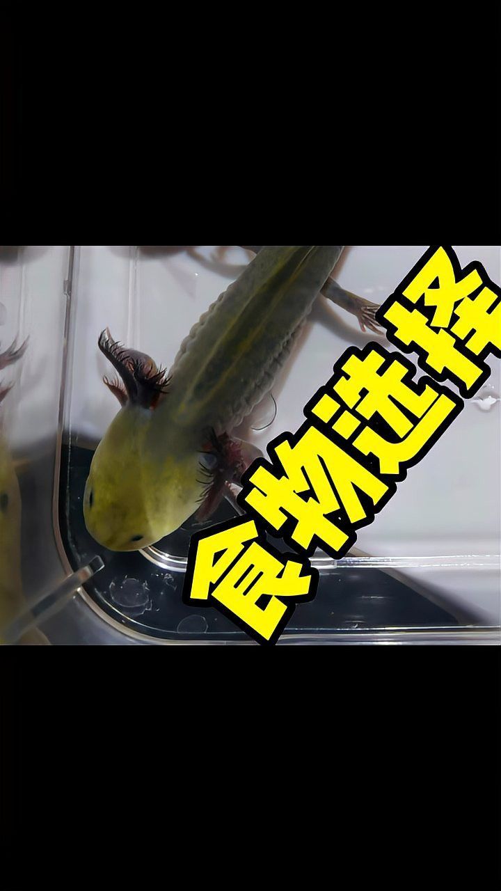 恐龍魚喂食視頻播放