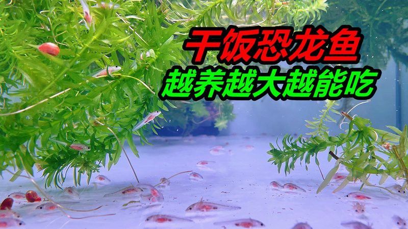 恐龍魚喂食視頻播放