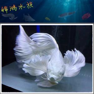 蝴蝶龍鯉魚缸里放什么魚清缸的養護秘籍探索如何正確養護觀賞魚：蝴蝶龍鯉魚缸放什么魚清缸