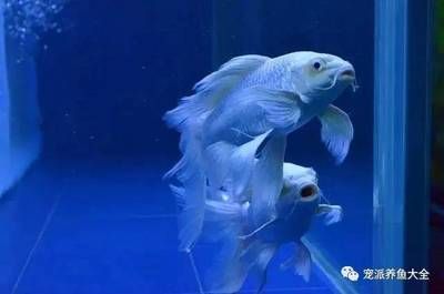 蝴蝶龍鯉魚缸里放什么魚清缸的養護秘籍探索如何正確養護觀賞魚：蝴蝶龍鯉魚缸放什么魚清缸