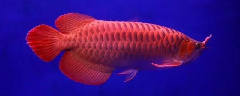龍魚吃林蛙的好處和壞處：龍魚吃林蛙的好處與壞處 龍魚吃林蛙的好處和壞處：龍魚吃林蛙的好處與壞處 龍魚百科