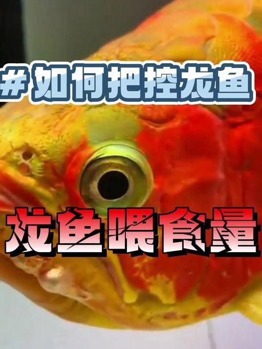 20公分紅龍魚多久喂一次