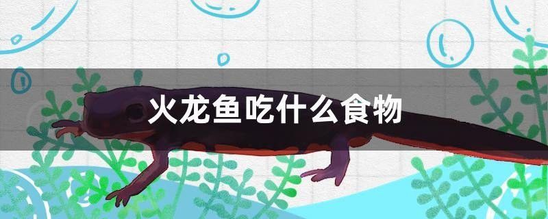 中國火龍魚,吃小魚嗎 中國火龍魚,吃小魚嗎 龍魚百科 第2張