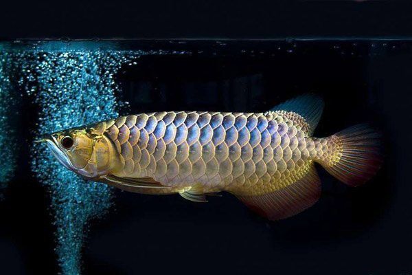 號半龍魚繁殖困難嗎？