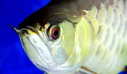 龍魚眼睛鼓出白色包是什么??？：龍魚眼睛鼓出白色包是什么病癥龍魚眼睛鼓出白色包是什么病癥