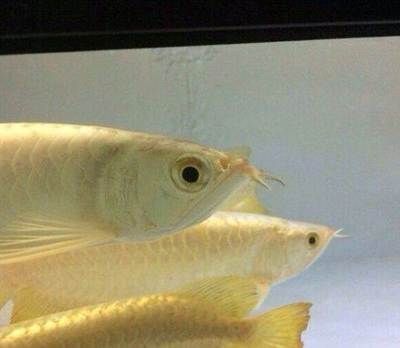 龍魚眼睛鼓出白色包是什么??？：龍魚眼睛鼓出白色包是什么病癥龍魚眼睛鼓出白色包是什么病癥