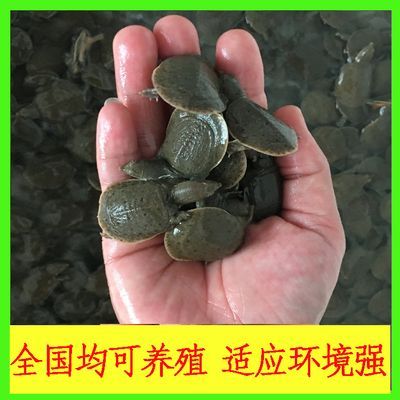 龍魚 飼養(yǎng)，飼養(yǎng)龍魚需要注意以下幾個方面 龍魚 飼養(yǎng)，飼養(yǎng)龍魚需要注意以下幾個方面 龍魚百科 第5張