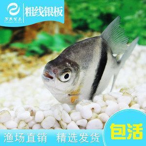 細線銀板魚苗批發：關于細線銀板魚苗批發和貨源基地的一些信息