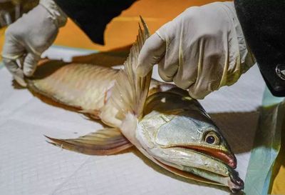 龍魚須怎樣做好吃視頻講解：爆龍須的做法