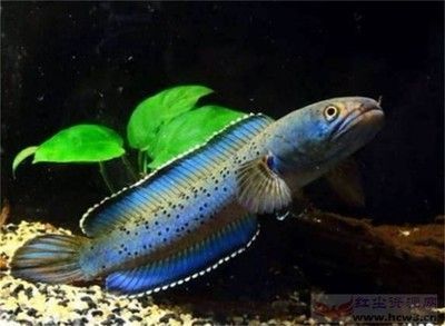 雷龍魚貴不貴：雷龍魚市場價格趨勢 雷龍魚貴不貴：雷龍魚市場價格趨勢 龍魚百科 第2張