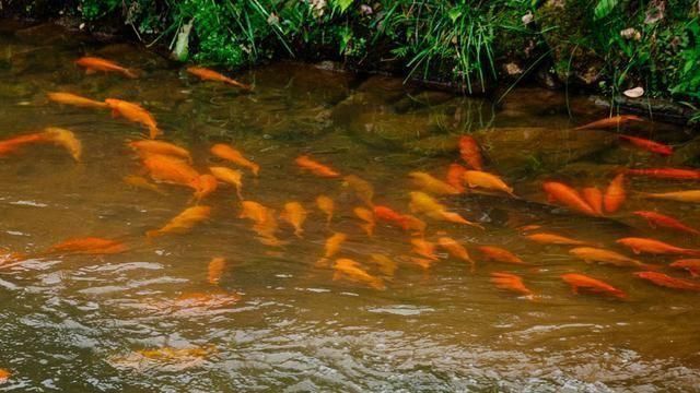 龍魚(yú)死亡有哪些文化禁忌？
