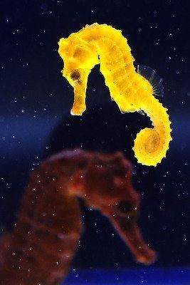 綠皮皇冠豹魚是雜牌子嗎 龍魚百科 第8張 綠皮皇冠豹魚是雜牌子嗎 綠皮皇冠豹魚是雜牌子嗎 龍魚百科 第8張