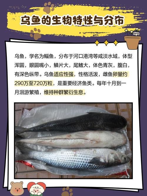 烏龍魚是什么魚圖片大全集