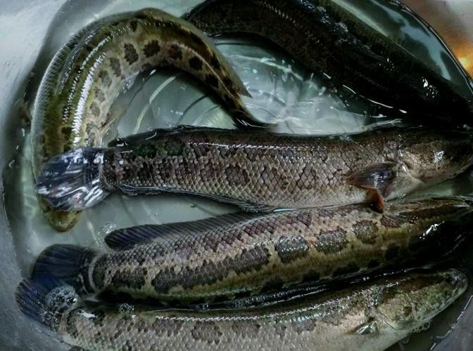 烏龍魚是什么魚圖片大全集