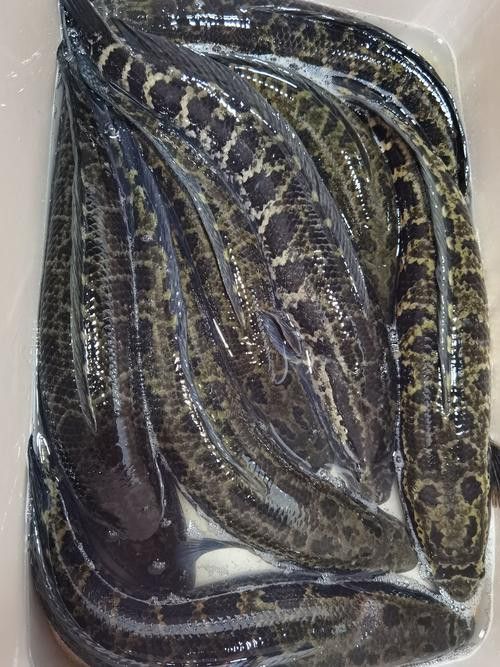 烏龍魚是什么魚圖片大全集