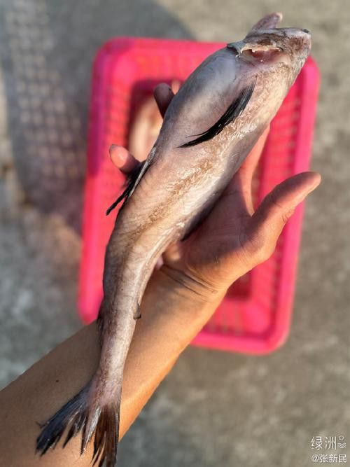烏龍魚是什么魚圖片大全集