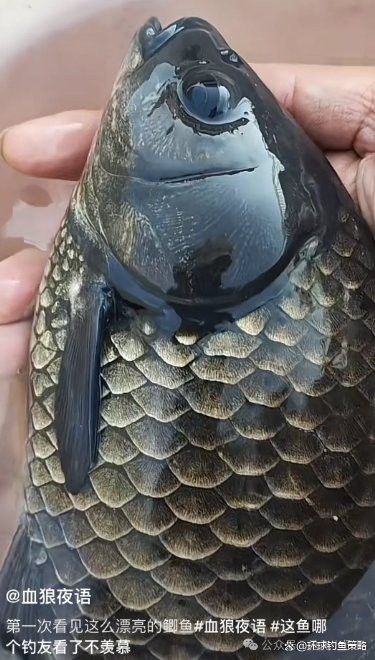 烏龍魚是什么魚圖片大全集