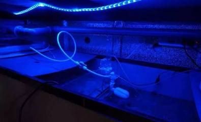 龍魚缸能放麥飯石嗎：麥飯石在龍魚缸中的應用與效果