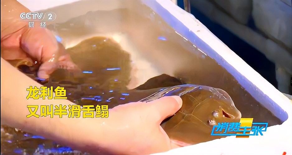 龍利魚的市場趨勢如何？