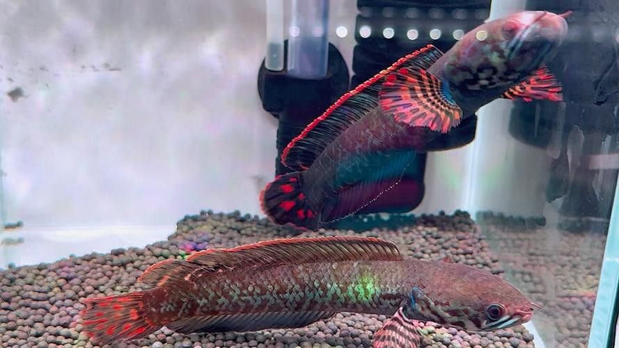 彩虹雷龍魚分公母圖片大全 彩虹雷龍魚分公母圖片大全 龍魚百科 第19張