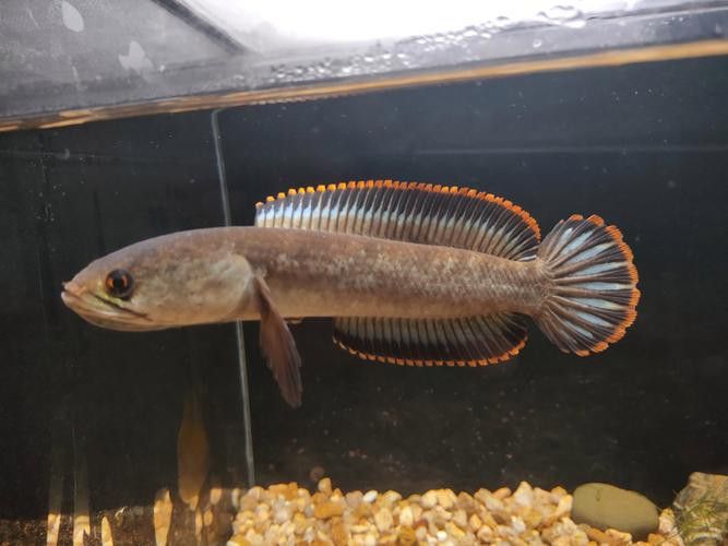 彩虹雷龍魚分公母圖片大全 彩虹雷龍魚分公母圖片大全 龍魚百科 第23張