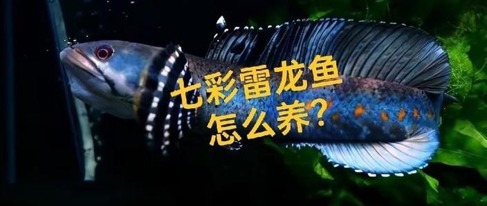 彩虹雷龍魚分公母圖片大全 彩虹雷龍魚分公母圖片大全 龍魚百科 第21張