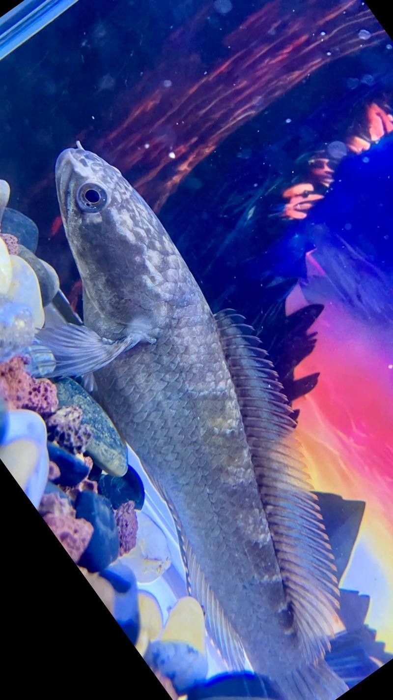 彩虹雷龍魚分公母圖片大全 彩虹雷龍魚分公母圖片大全 龍魚百科 第34張