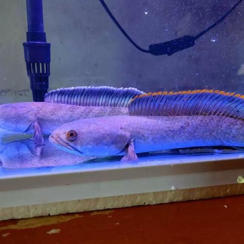 彩虹雷龍魚分公母圖片大全 彩虹雷龍魚分公母圖片大全 龍魚百科 第33張