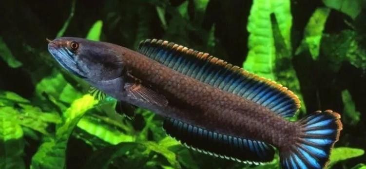 彩虹雷龍魚分公母圖片大全 彩虹雷龍魚分公母圖片大全 龍魚百科 第35張
