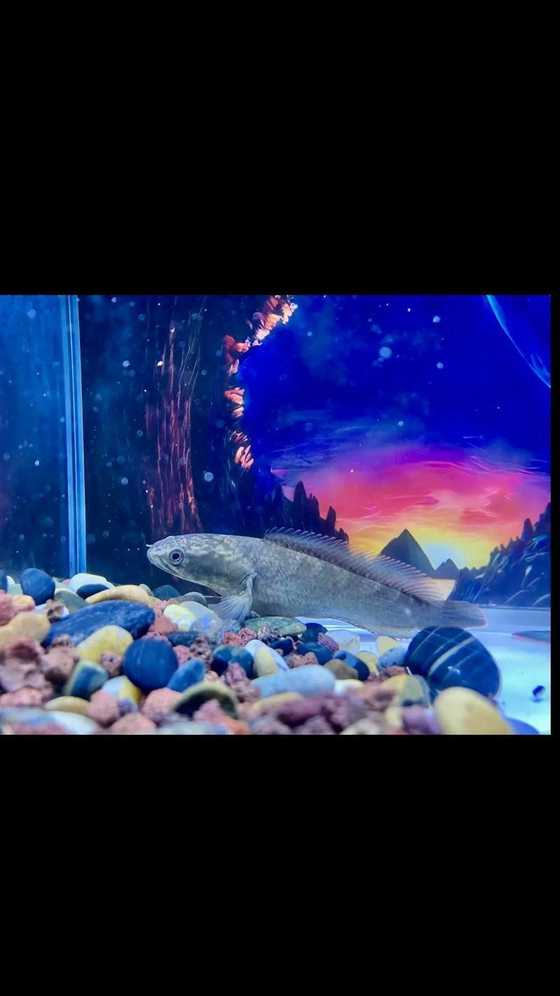 彩虹雷龍魚分公母圖片大全 彩虹雷龍魚分公母圖片大全 龍魚百科 第42張