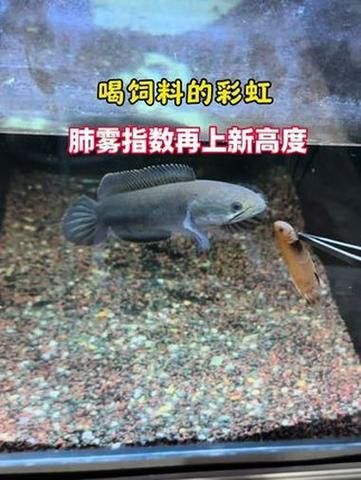 彩虹雷龍魚分公母圖片大全 彩虹雷龍魚分公母圖片大全 龍魚百科 第44張