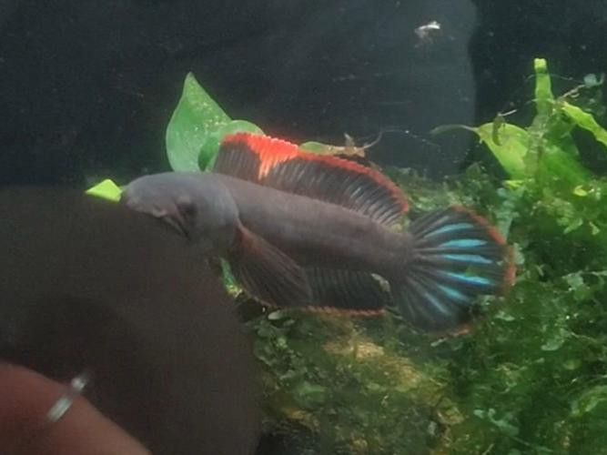 彩虹雷龍魚分公母圖片大全 彩虹雷龍魚分公母圖片大全 龍魚百科 第40張