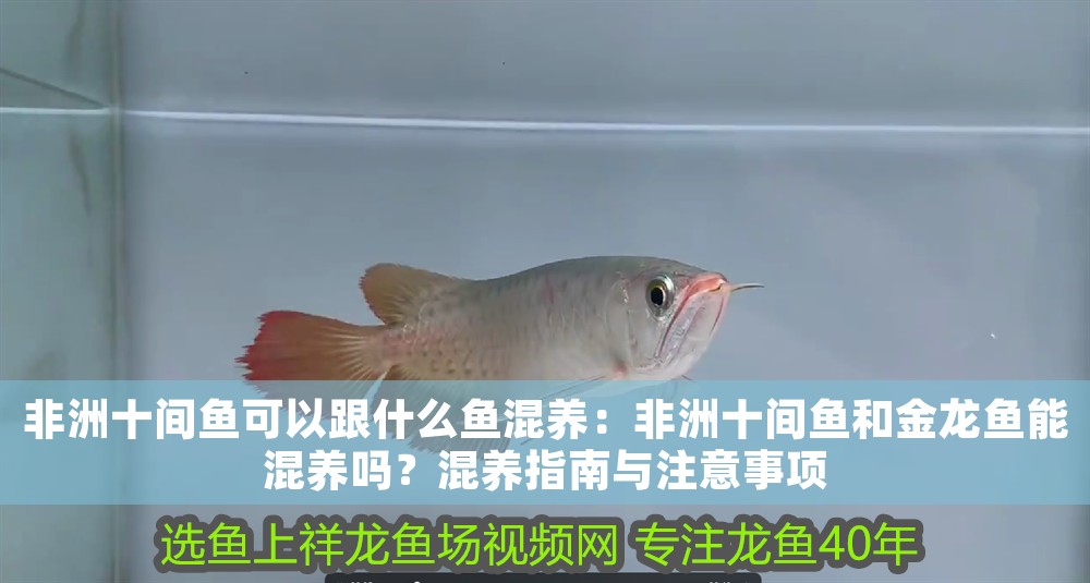 非洲十間魚可以跟什么魚混養：非洲十間魚和金龍魚能混養嗎？混養指南與注意事項 非洲十間魚可以跟什么魚混養：非洲十間魚和金龍魚能混養嗎？混養指南與注意事項 龍魚百科 第1張