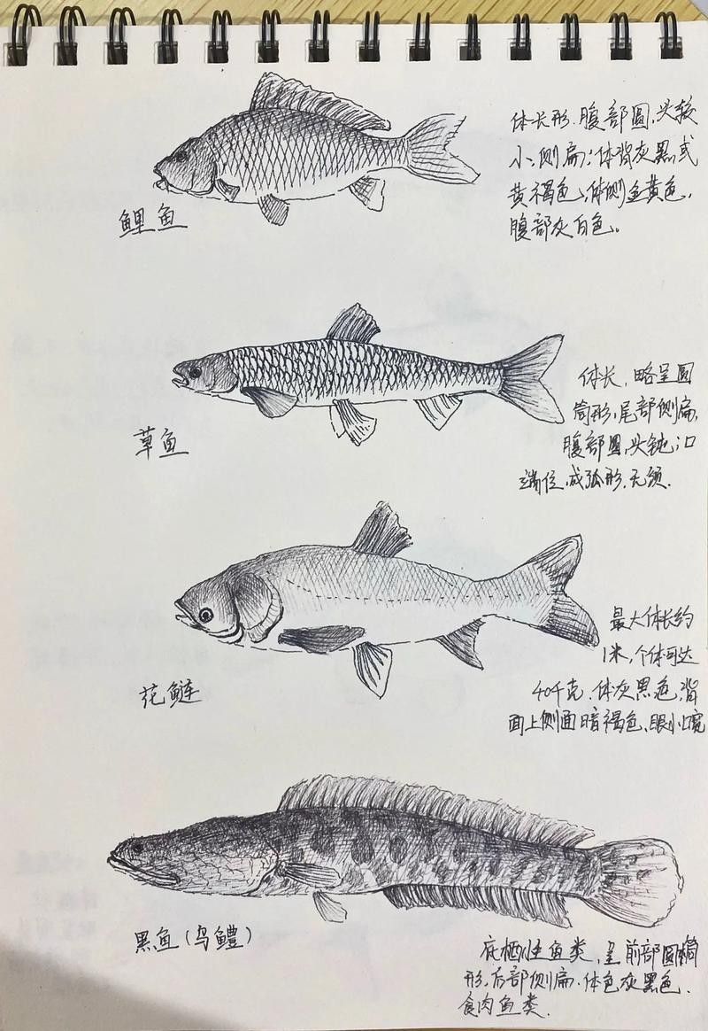 銀龍魚(yú)圖片大全素描圖簡(jiǎn)單