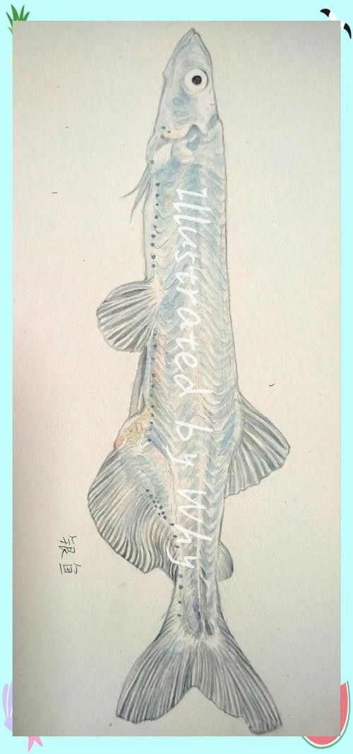 銀龍魚(yú)圖片大全素描圖簡(jiǎn)單