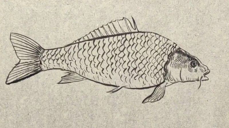 銀龍魚(yú)圖片大全素描圖簡(jiǎn)單
